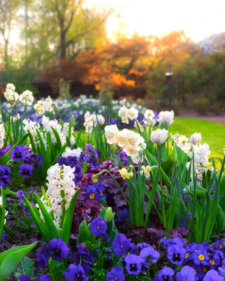 Jardin Pierre Schneiter