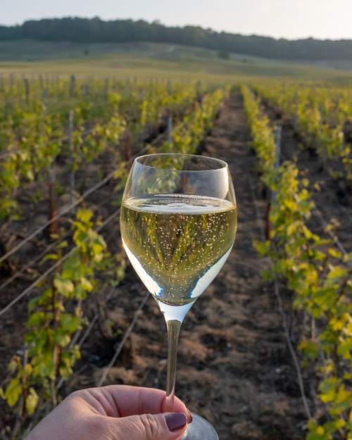 Glass of champagne among the vines