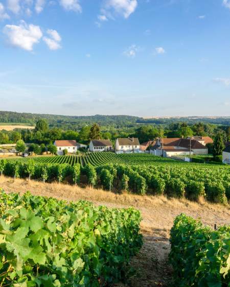 Parc naturel régional de la montagne de reims