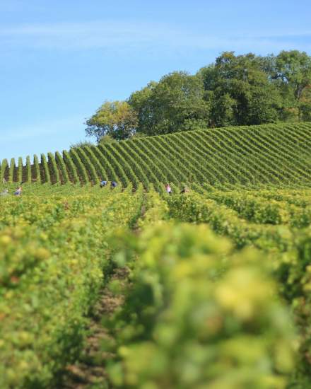 Vineyards in Champagne · Activities &amp; Tourism in the Grand-Est region · Greet Hotel Reims Tinqueux 