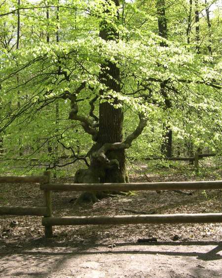 Foret des faux de verzy